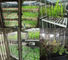 العرض الرقمي حاضنة غرفة نمو النبات الاصطناعي صندوق المناخ لإنبات البذور