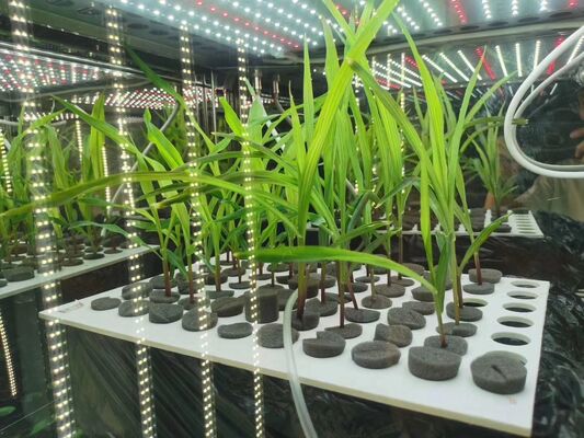 سعر LIYI لغرفة حاضنة نمو النباتات للإضاءة واختبار المناخ الاصطناعي البيئي من جانبين وثلاثة جوانب للبيع